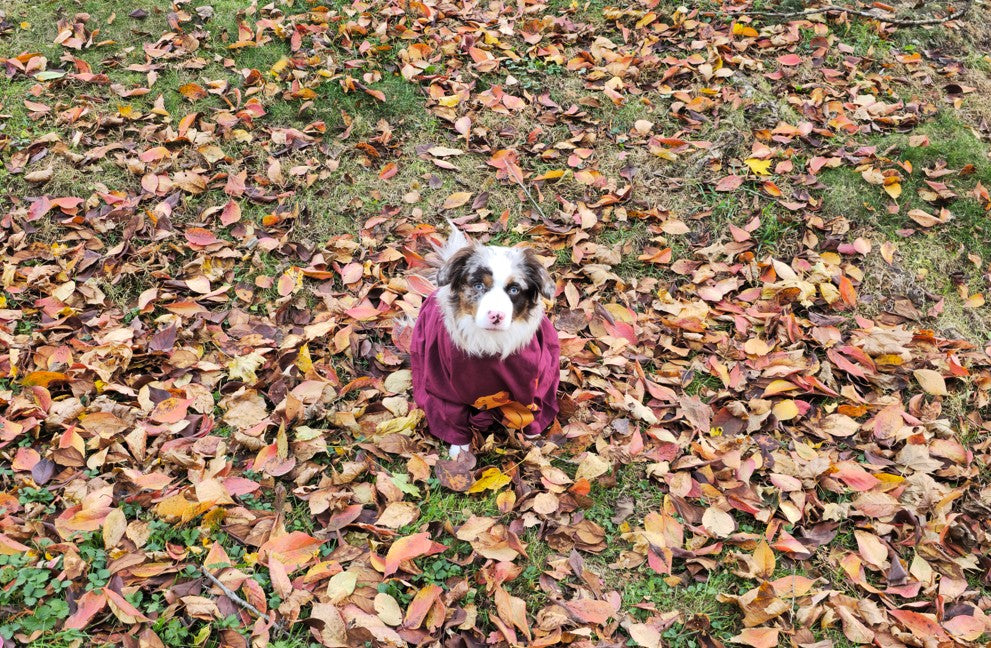 Golden Retriever Football Cotton T-Shirt