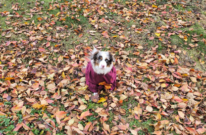 Golden Retriever Football Cotton T-Shirt